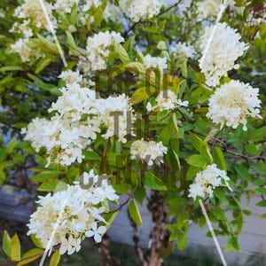 Old Fashion PeeGee Gee Hydrangea - HUGE BLOOMS - White Pink PeeGee Hydrangea - 2&quot; Pot Starter Bush Start Live Plant - Flowers - Flowering