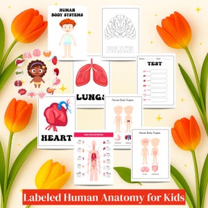 Human Body Anatomy Printables for Kids | Science Activities Worksheets Diagrams Vocabulary for Grades 2-4 | Human Body Systems Visual Bundle