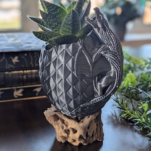 May include: A black dragon egg-shaped planter with a textured surface, holding a green succulent plant. The planter is supported by a piece of driftwood. The dragon is sculpted on the side of the planter.