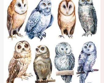 Owl Stickers - Half-Size Real Owls Sticker Sheet - Spooky Animals - Scrapbooks, Journals, Stationery & Crafts