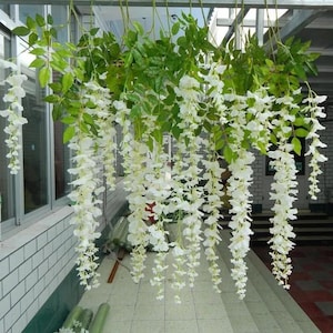 May include: Artificial white wisteria hanging from a metal structure. The wisteria features cascading white flower clusters and green leaves, creating a natural, decorative display. The flowers are suspended in front of a window and tiled floor.