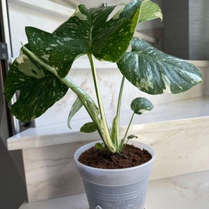 Monstera Deliciosa Thai Constellation variegata