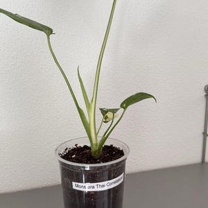 Monstera Deliciosa Thai Constellation variegata