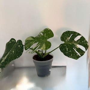 Monstera Deliciosa Thai Constellation variegata