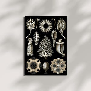 Ernst Haeckel&#39;s Vintage Biology Art Prints: Ocean Life Set of 5 JPG Digital Downloads for Natural History Decor