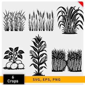 May include: Black and white illustrations of six different crops: rice, wheat, sugarcane, potatoes, corn, and sugarcane. The image includes the text "6 Crops" and "SVG, EPS, PNG" in a black rectangle.