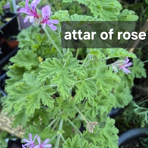 May include: A potted Pelargonium graveolens plant with deeply lobed, textured green leaves and clusters of small, light purple flowers. The text 'attar of rose' is overlaid in white on a dark rectangular background across the centre of the plant.