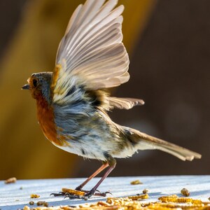 robin