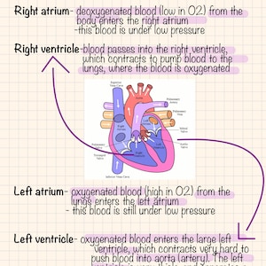 May include: Anatomy diagram titled "Chambers of the Heart" with a detailed illustration of the heart's internal structure. Text describes blood flow through the atria and ventricles, highlighting oxygenation processes.