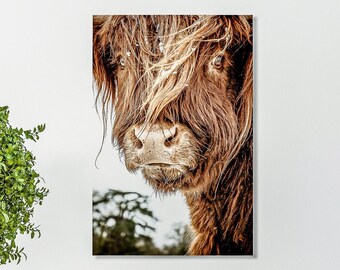 Highland Cattle 5 - Fine Art Photography - Cow - Nature Photography