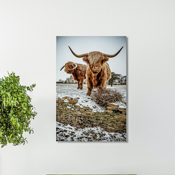 Highland Cattle 15 - Fine Art Photography - Highland Cow - Nature Photography