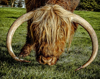 Highland Cattle 20 - Fine Art Fotografie - Highland Kuh - Naturfotografie