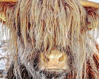 Highland Cattle 23 - Fine Art Photography - Highland Cow - Nature Photography