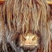 see more listings in the Highland Cattle section