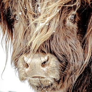 Highland Cattle 5 - Fine Art Photography - Cow - Nature Photography