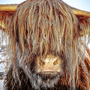 Highland Cattle 23 Fine Art Photography Highland Cow Nature Photography image 1