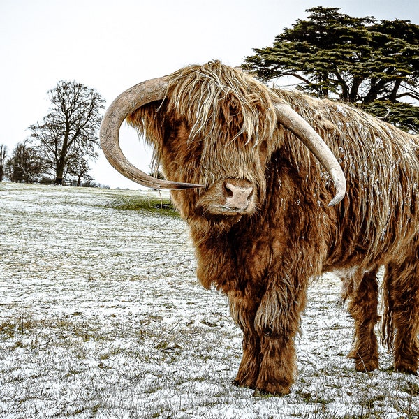 Highland Cattle 14 - Fine Art Photography - Highland Cow - Nature Photography