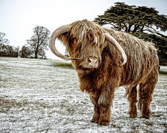Highland Cattle 14 - Fine Art Photography - Highland Cow - Nature Photography