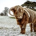 see more listings in the Highland Cattle section