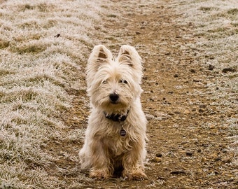 I am Crumpet 1 - Westie - West Highland terrier - Dog Photography - Wall Décor