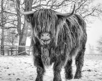 Highland Cattle 21 - Fine Art Photography - Highland Cow - Nature Photography