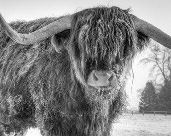 Highland Cattle 24 - Fine Art Photography - Highland Cow - Nature Photography