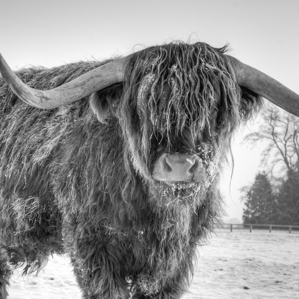 Highland Cattle 24 - Fine Art Photography - Highland Cow - Nature Photography