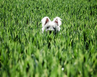 I am Crumpet 5 - Westie - West Highland terrier - Dog Photography - Wall Décor