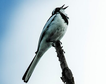 Pied Wagtail singing - Fine Art Photography - Wall Décor - Nature Photography