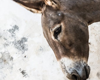 Lamu Donkey Portrait - Fine Art Photography - Wall Décor - Nature Photography