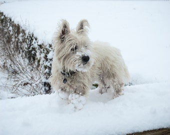 I am Crumpet 13 - Dog Photography - Westie - West Highland terrier - Wall Décor