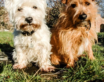 I am Crumpet 8 - Dog Photography - Westie - West Highland terrier - Wall Décor