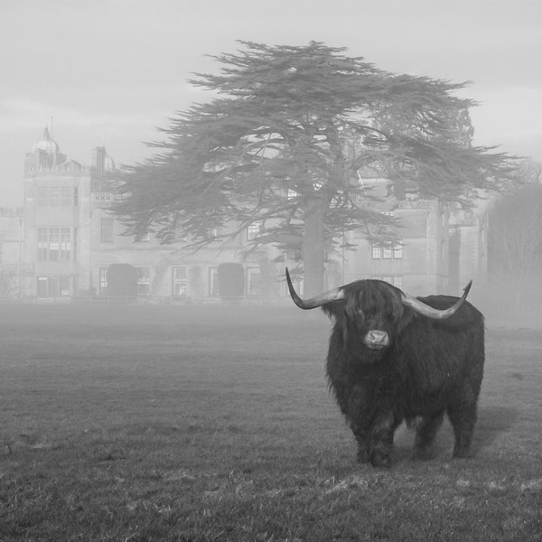 Highland Cattle 8 - Fine Art Photography - Wall Décor - Nature Photography