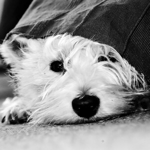 I am Crumpet 16 Westie Dog Photography West Highland terrier Wall Décor image 2