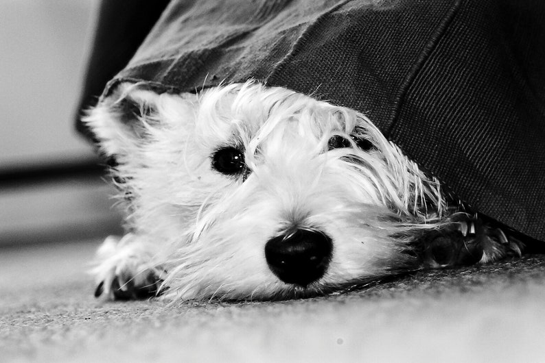 I am Crumpet 16 Westie Dog Photography West Highland terrier Wall Décor image 2