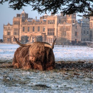 Highland Cattle 13 - Fine Art Photography - Wall Décor - Nature Photography