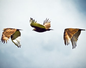 Eagle Flight - Fine Art Photography - Wall Décor - Nature Photography