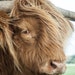 see more listings in the Highland Cattle section