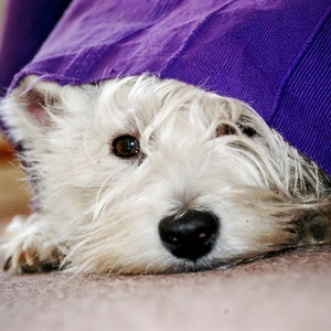 I am Crumpet 16 Westie Dog Photography West Highland terrier Wall Décor image 1