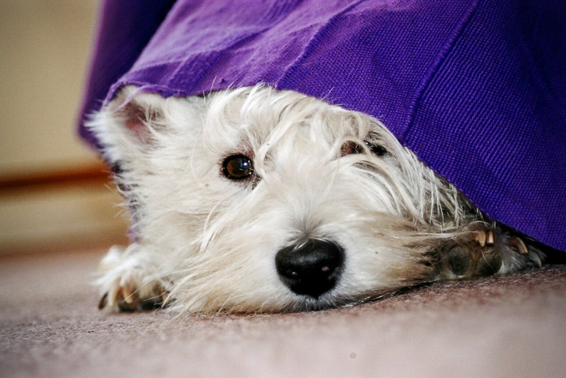 I am Crumpet 16 Westie Dog Photography West Highland terrier Wall Décor image 1