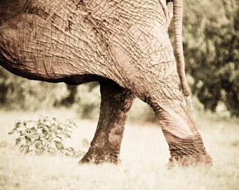 Elephant's Bottom - Fine Art Photography - Wall Décor - Nature Photography