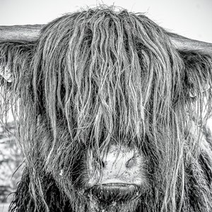 Highland Cattle 23 Fine Art Photography Highland Cow Nature Photography image 3