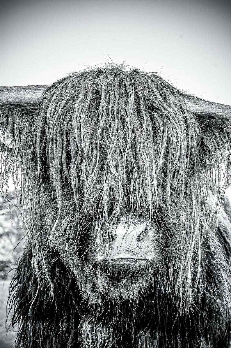Highland Cattle 23 Fine Art Photography Highland Cow Nature Photography image 3