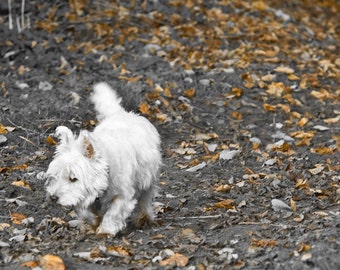 I am Crumpet 6 - West Highland terrier - Westie - Dog Photography - Wall Décor - Nature Photography
