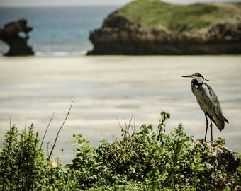 Watamu Heron 2 - Fine Art Photography - Wall Décor - Nature Photography