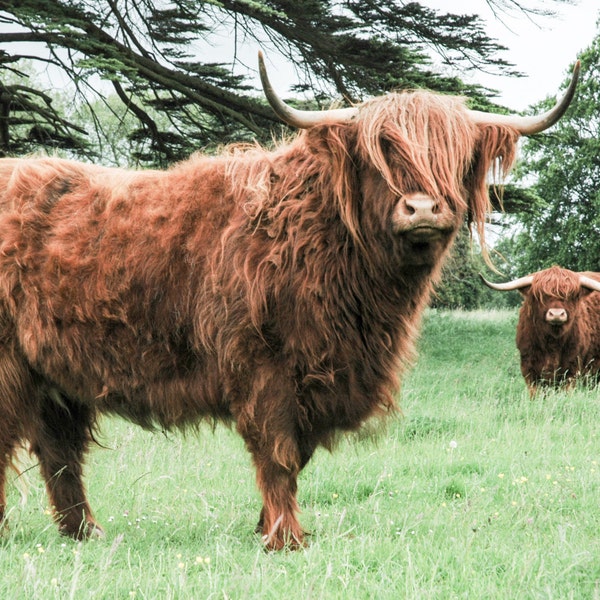 Highland Cattle 16 - Fine Art Photography - Cow - Nature Photography