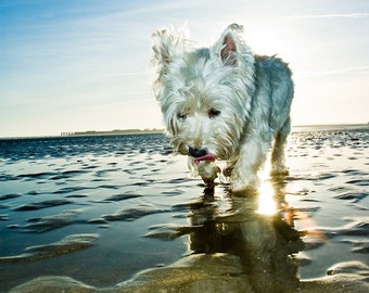 Ich bin Crumpet 2 - Westie - West Highland Terrier - Hund Foto - Naturfotografie