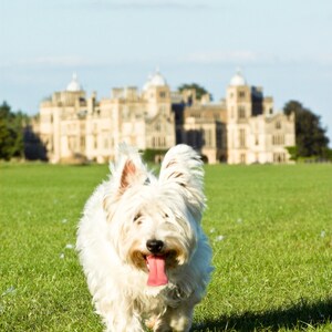 I am Crumpet 7 - Westie - West Highland terrier - Dog Photography - Wall Décor