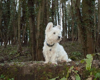 I am Crumpet 17 - Dog Photography - Westie - West Highland terrier - Wall Décor