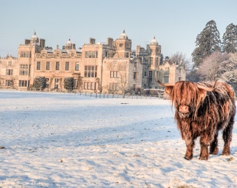 Highland Cattle 9 - Cow - Wall Décor - Nature Photography